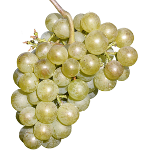 wine-grapes