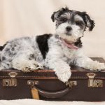 MOVING PETS TO FRANCE